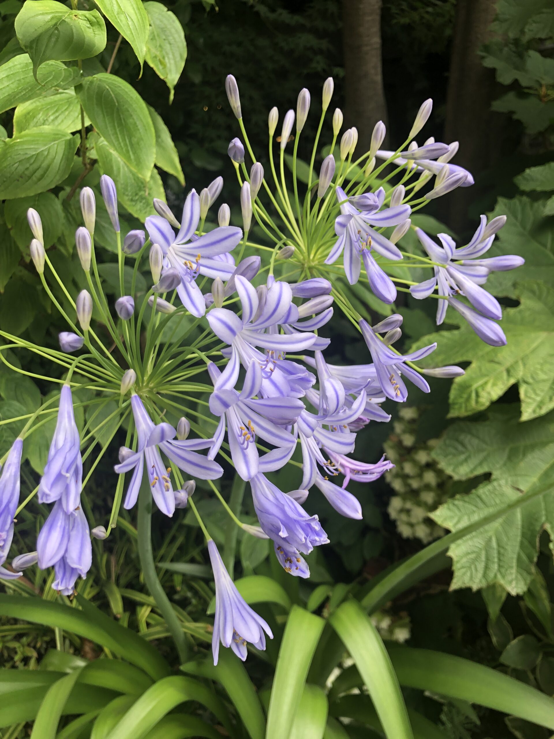 6 7月 お庭に咲いたお花 Enjoy Plant Life 6 7月 お庭に咲いたお花 Enjoy Plant Life